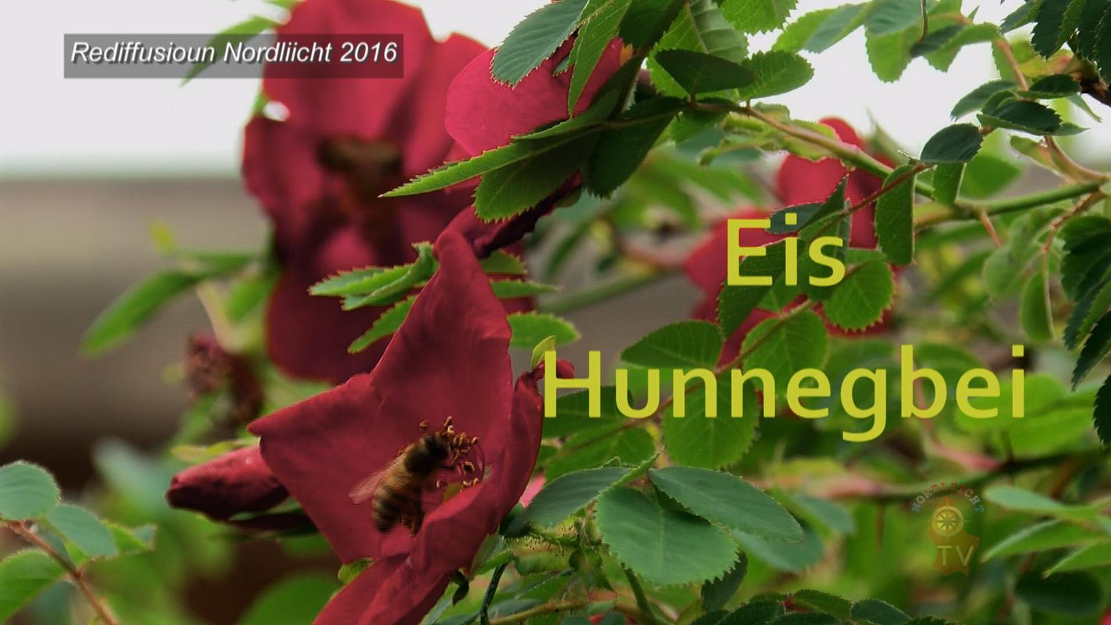 Eis Hunnegbei 2016