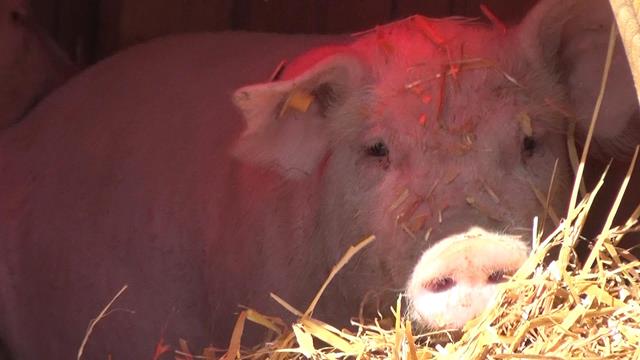 NORDLIICHT 01.04 + 08.04.2026