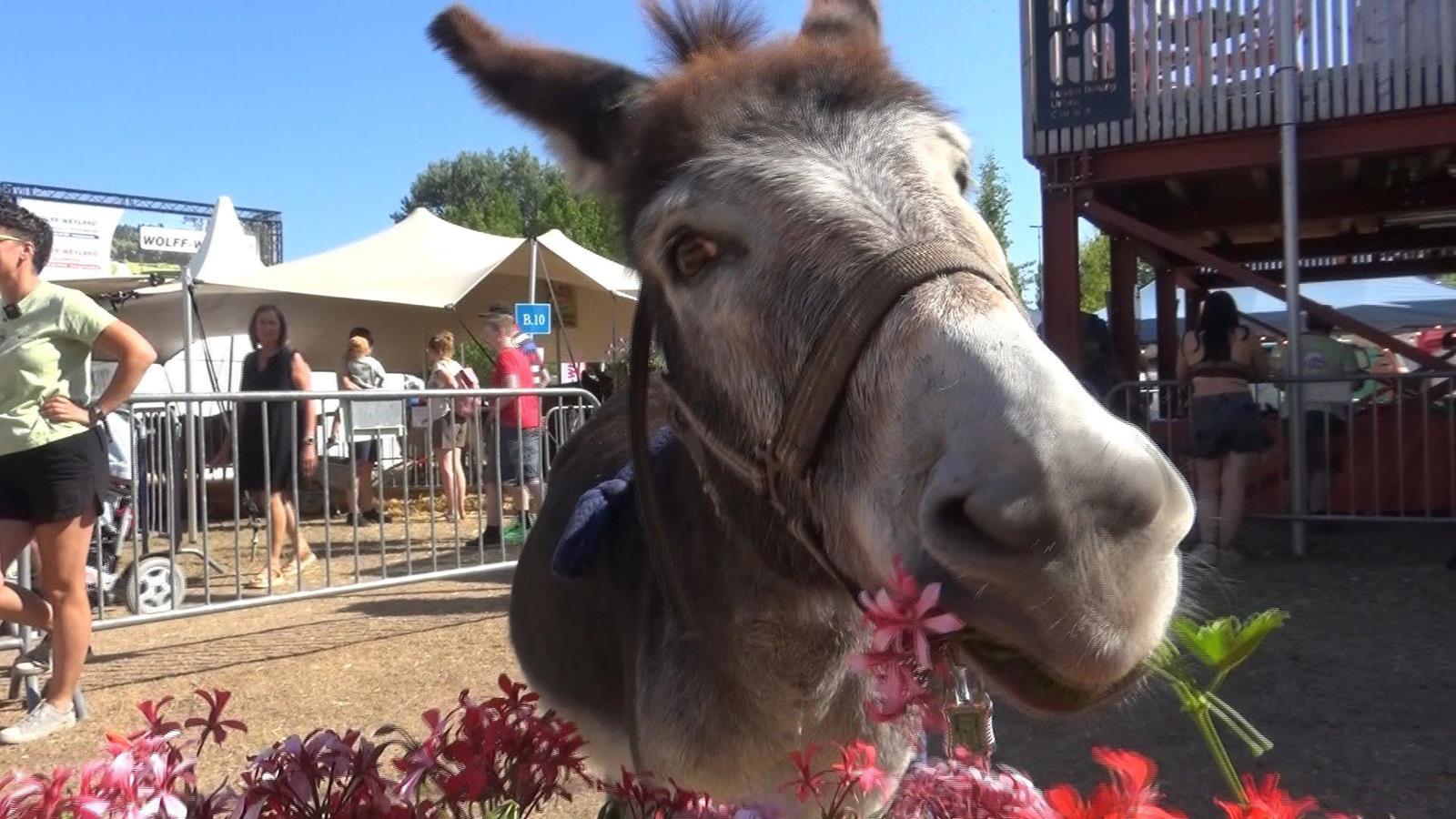 En neie Visiteursrekord op der Foire agricole zu Ettelbréck