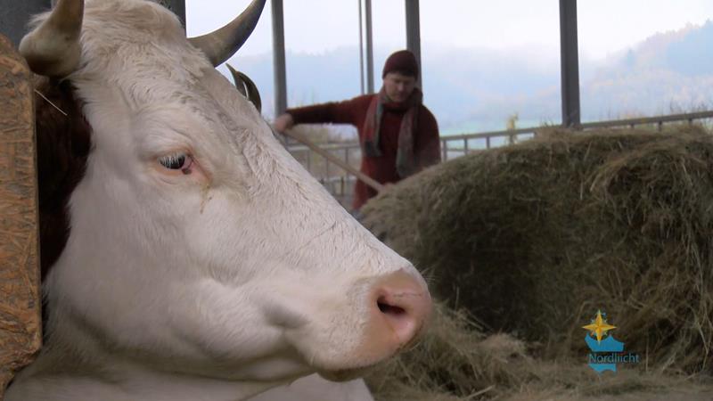 Nordliicht 19. Februar 2020